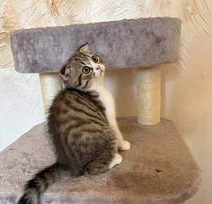 Scottish fold/straight kassipojad (3 foto / 5)