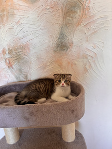 Scottish fold/straight kassipojad (4 foto / 5)
