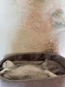 Scottish fold/straight kassipojad (5 foto / 5)