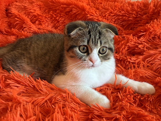 Котенок Scottish fold