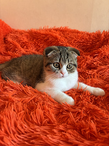 Scottish fold kassipoeg (1 foto / 5)