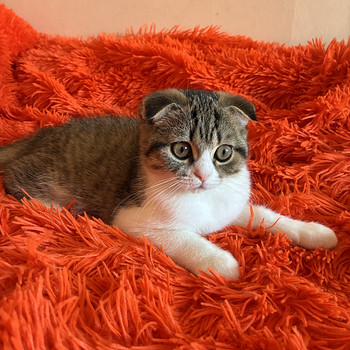Scottish fold kassipoeg