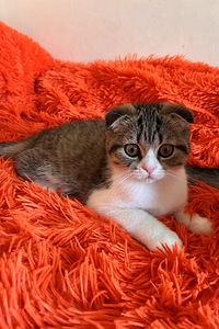 Scottish fold kassipoeg (2 foto / 5)