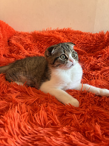 Scottish fold kassipoeg (3 foto / 5)