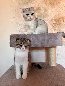 Scottish fold kassipoeg (4 foto / 5)