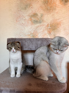 Scottish fold kassipoeg (5 foto / 5)