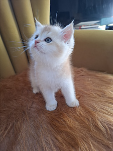Шотландские котята (6 фото из 10)