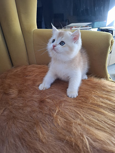 Шотландские котята (5 фото из 10)