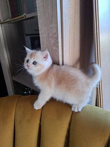 Шотландские котята (8 фото из 10)
