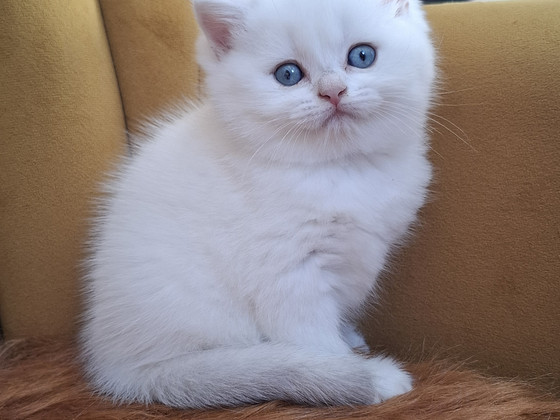 Scottish fold