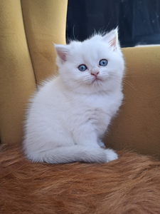 Шотландские котята (1 фото из 10)