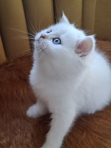 Шотландские котята (4 фото из 10)