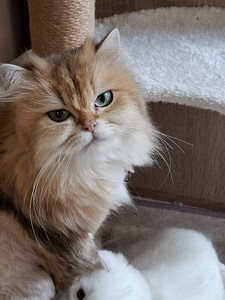 Шотландские котята (10 фото из 10)