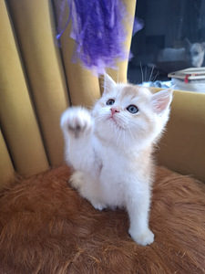 Шотландские котята (7 фото из 10)