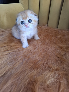 Шотландские котята (9 фото из 10)