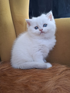 Шотландские котята (2 фото из 10)