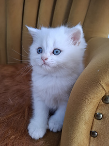 Шотландские котята (3 фото из 10)