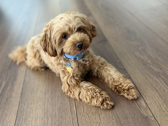 Maltipoo isane paarituseks