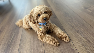 Maltipoo isane paarituseks (1 foto / 2)