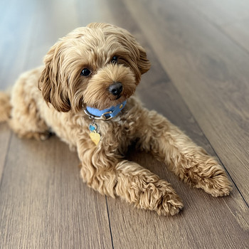 Maltipoo isane paarituseks