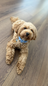 Maltipoo isane paarituseks (2 foto / 2)