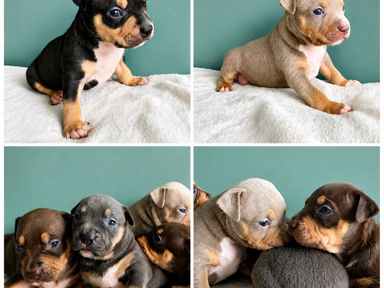 Americanbully pentue