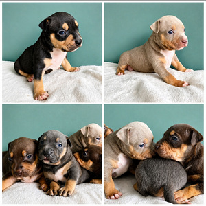 Americanbully pentue (1 valokuva sivusta 2)