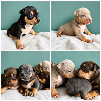 Americanbully pentue