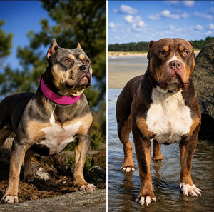 Americanbully pentue (2 valokuva sivusta 2)