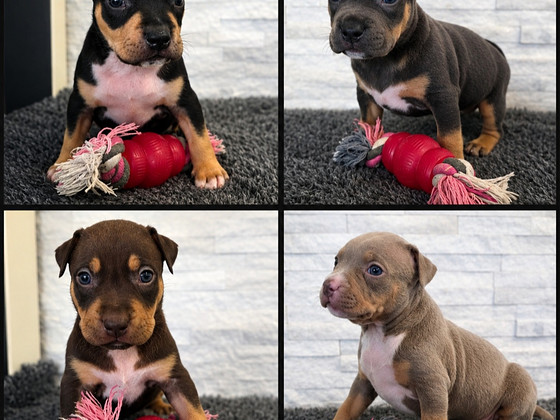 Americanbully pentue