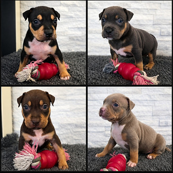 Americanbully pentue