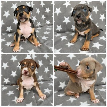 Americanbully pentue