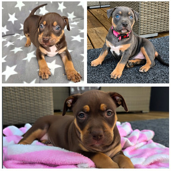 Americanbully pentue