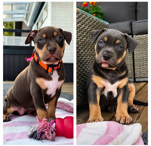 Americanbully pentue (1 valokuva sivusta 2)