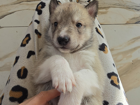 Siberi laika kutsikad