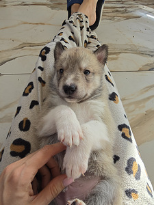 Siberi laika kutsikad (1 foto / 8)