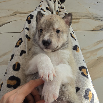 Siberi laika kutsikad