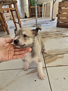 Siberi laika kutsikad (2 foto / 8)