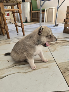 Siberi laika kutsikad (3 foto / 8)