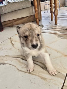 Siberi laika kutsikad (4 foto / 8)