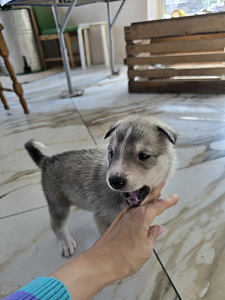 Siberi laika kutsikad (5 foto / 8)