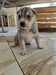 Siberi laika kutsikad (6 foto / 8)