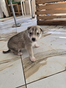 Siberi laika kutsikad (7 foto / 8)