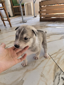 Siberi laika kutsikad (8 foto / 8)