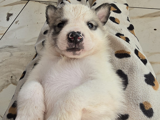 Siberi laika kutsikad