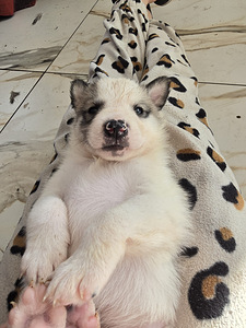 Siberi laika kutsikad (1 foto / 10)