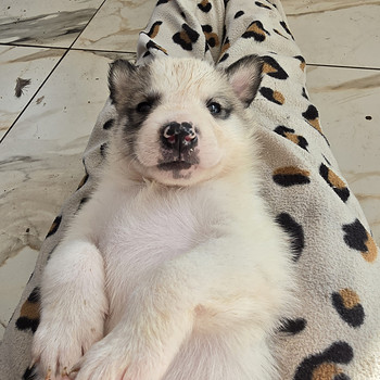 Siberi laika kutsikad