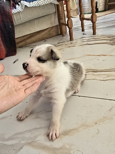 Siberi laika kutsikad (2 foto / 10)