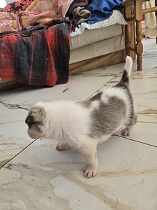 Siberi laika kutsikad (3 foto / 10)