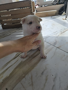 Siberi laika kutsikad (4 foto / 10)